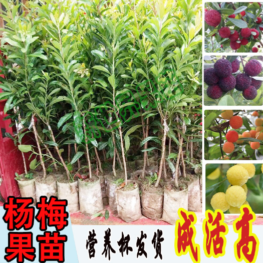 杨梅树树苗嫁接盆栽果苗白梅红梅水晶杨梅黑炭杨梅树苗东魁杨梅苗