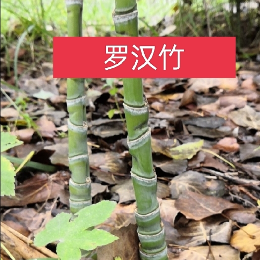 沭阳县竹子，罗汉竹