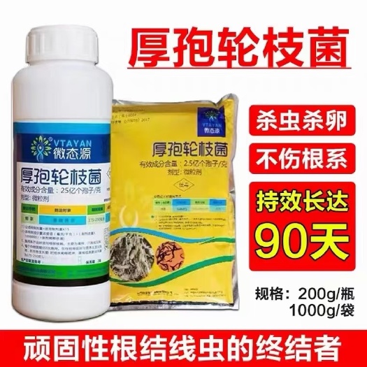 生物农药 厚孢轮枝菌，根结线虫的克星