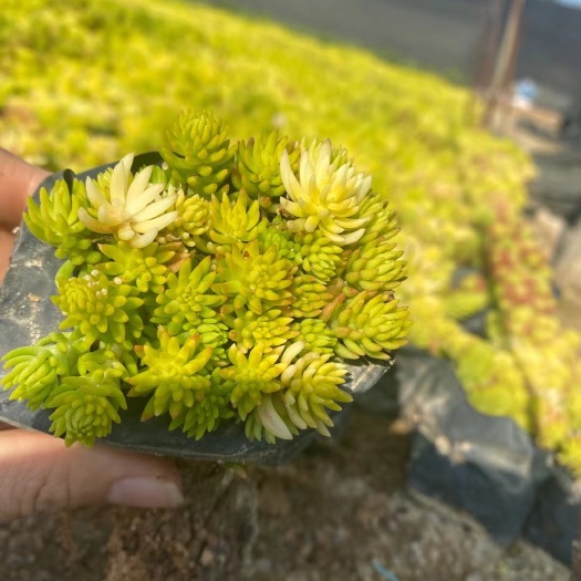 漳州 佛甲草漳州精品基地直供