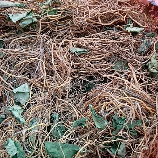 光山县细辛 马细辛 大别山特产批发零售