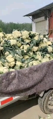 商丘白花菜花 优秀有机菜