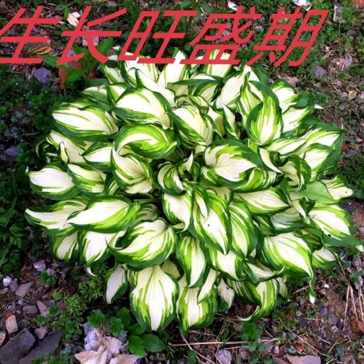 沭阳县玉簪花地盆栽多年生宿根植物阳台庭院耐阴耐寒花卉金边花叶青叶