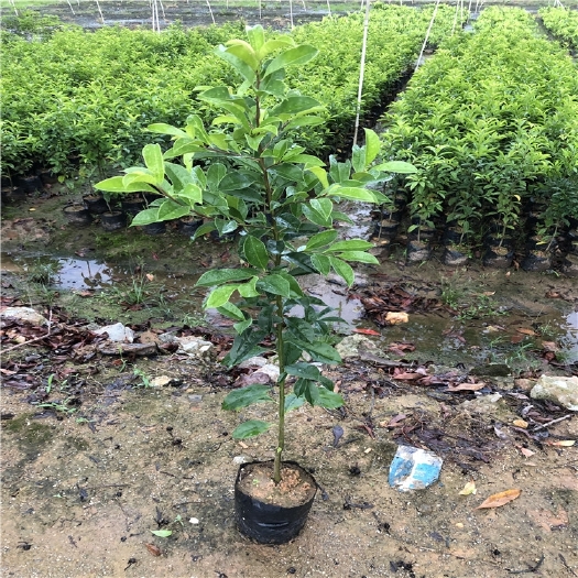 广州 铁冬青树苗白银木苗万紫千红树苗庭盆四季常青景院观赏行道绿化苗