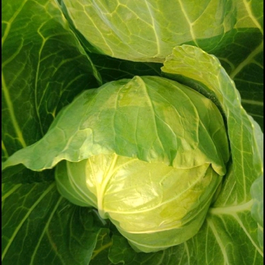 宿迁绿包菜 甘蓝   包菜产地直发