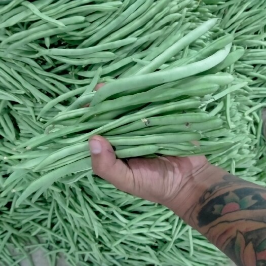 保山豆角 云南小金豆
