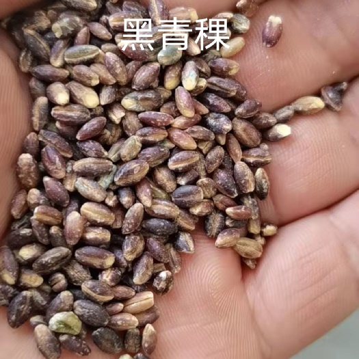 青稞米，白青稞，黑青稞，蓝青稞