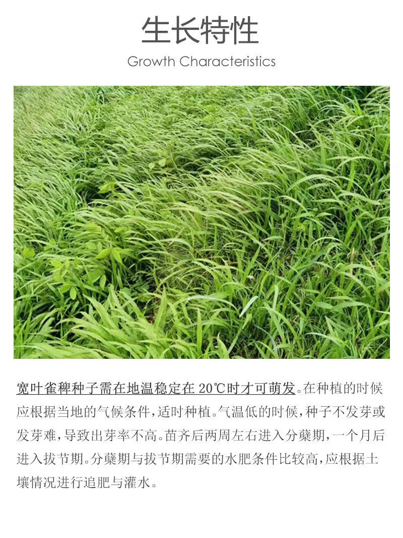 宽叶草种子百喜草种子护坡草坪种子景观草籽根系发达护堤护坝