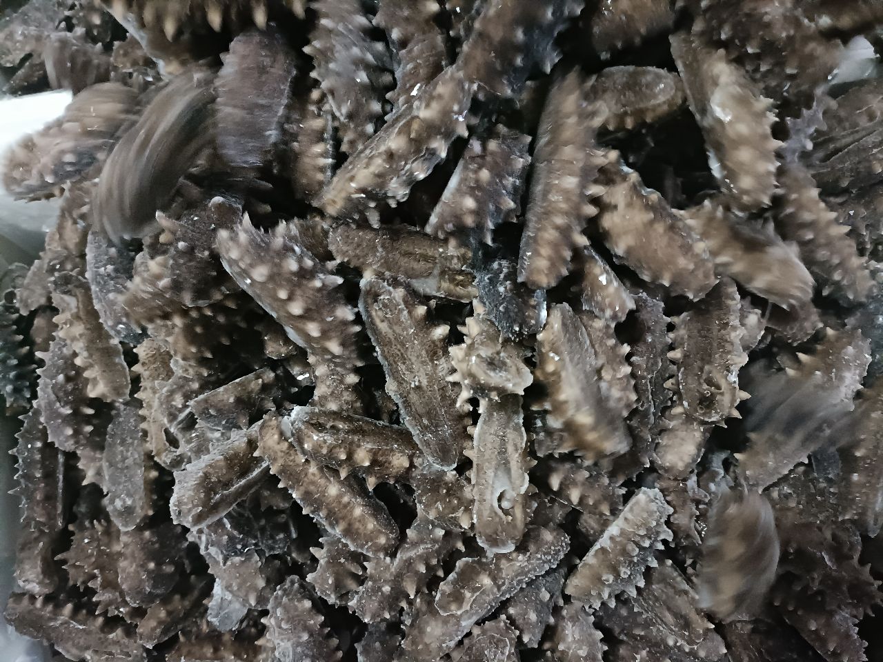  即食海参