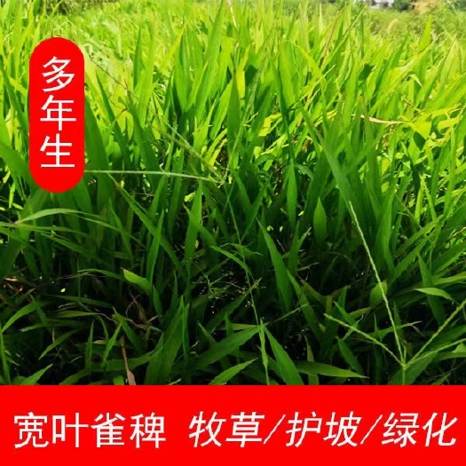 宽叶草种子百喜草种子护坡草坪种子景观草籽根系发达护堤护坝