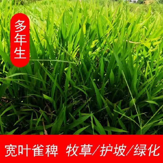 沭阳县宽叶草种子百喜草种子护坡草坪种子景观草籽根系发达护堤护坝