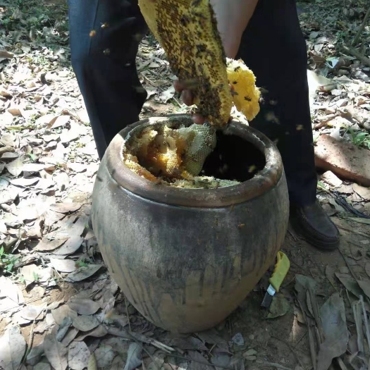 昌江县野蜂蜜 海南蜂蜜 50斤以上供应