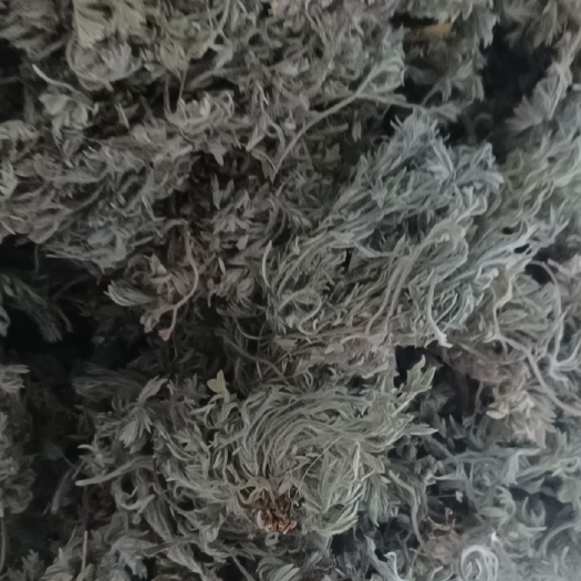 平邑县山东棉茵陈