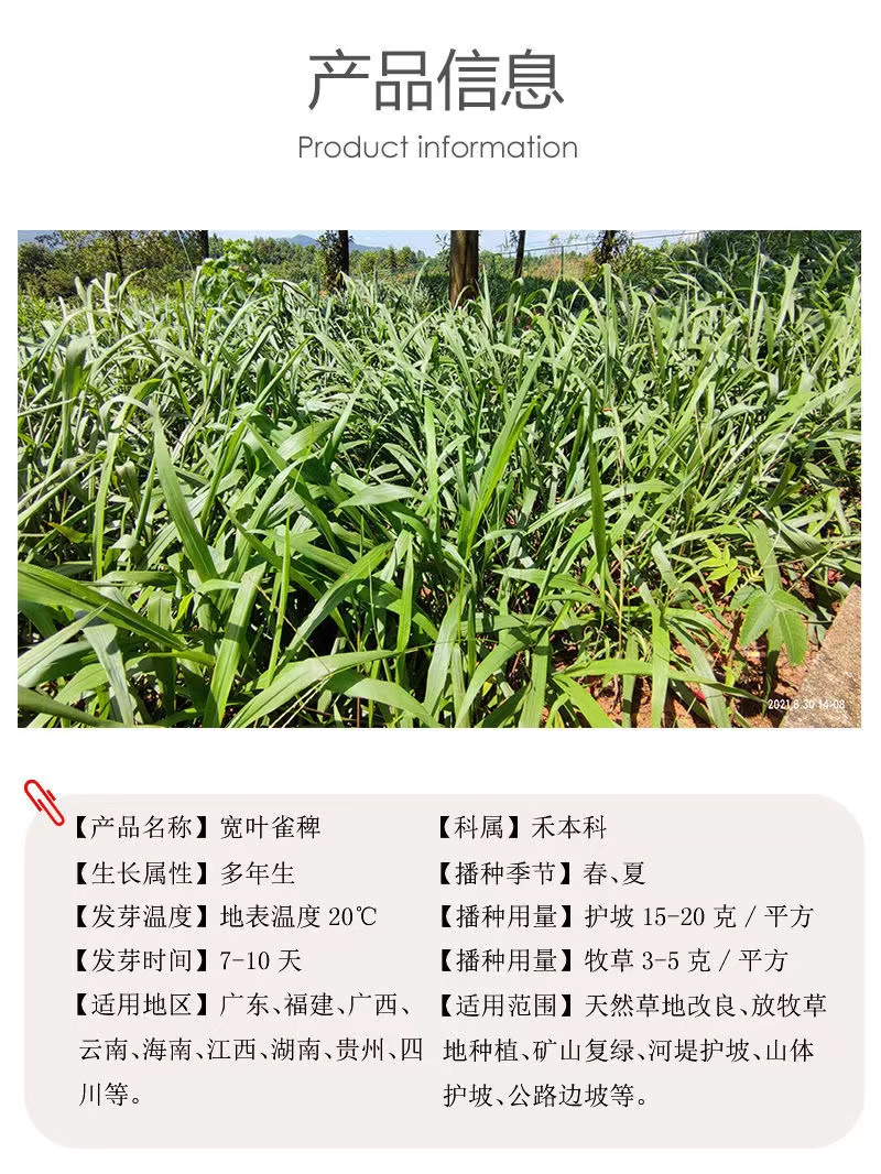 宽叶草种子百喜草种子护坡草坪种子景观草籽根系发达护堤护坝