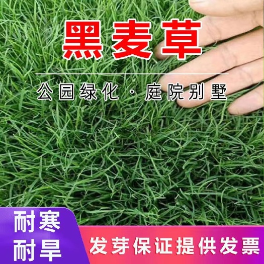 沭阳县黑麦草种子 草坪种子四季常青免修剪黑麦草庭院护坡草籽