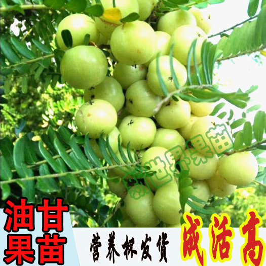 灵山县余甘果苗  油柑果苗嫁接树苗室内盆栽地栽当年结果包邮狮子头甜