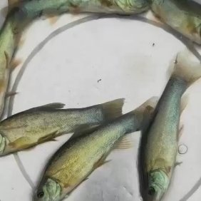 富顺县丁桂鱼苗  丁贵