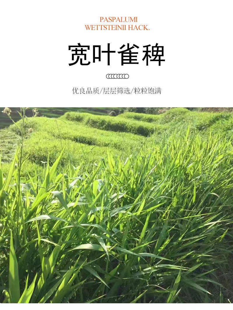 宽叶草种子百喜草种子护坡草坪种子景观草籽根系发达护堤护坝