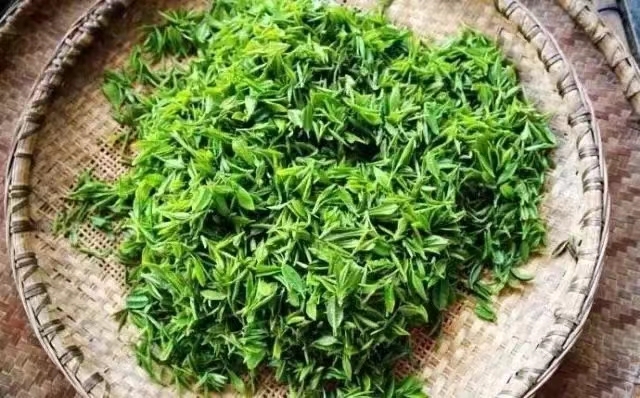 日照 雪青茶，不使化肥农药，露天茶
