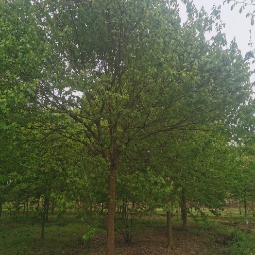 长兴县三角枫，苗木基地直发，精品三角枫品质保证大量供应一手货源