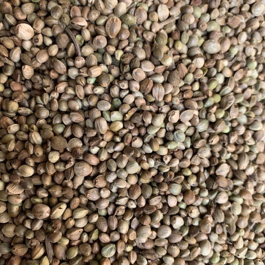 长期供应｛火麻仁火麻籽｝可批量可零售量大从优【包邮】