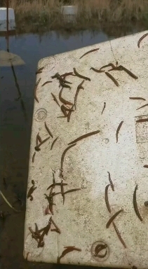 沭阳县宽体金线蛭 蚂蝗
