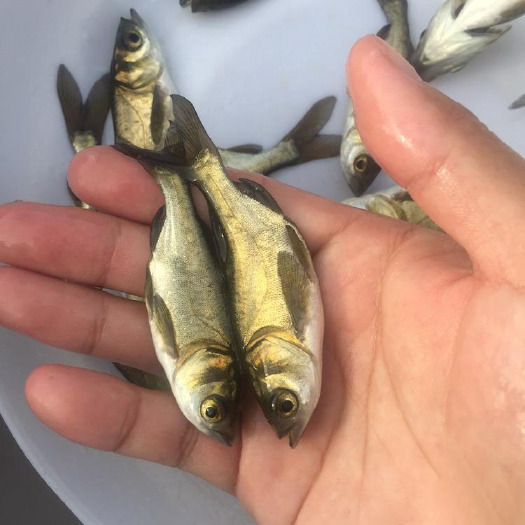博罗县鳊鱼苗   鳊鱼鱼苗批发 三角鲂鱼苗 各种淡水鱼苗