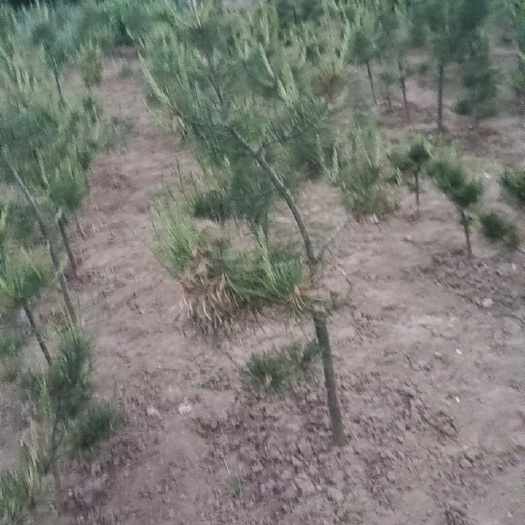 西安 白皮松