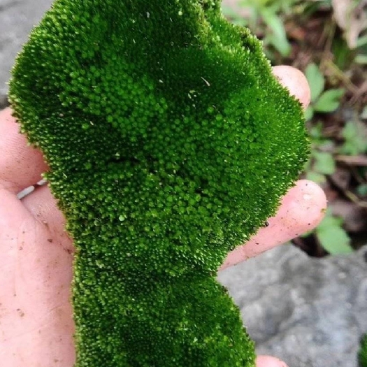 红原县青苔 苔藓