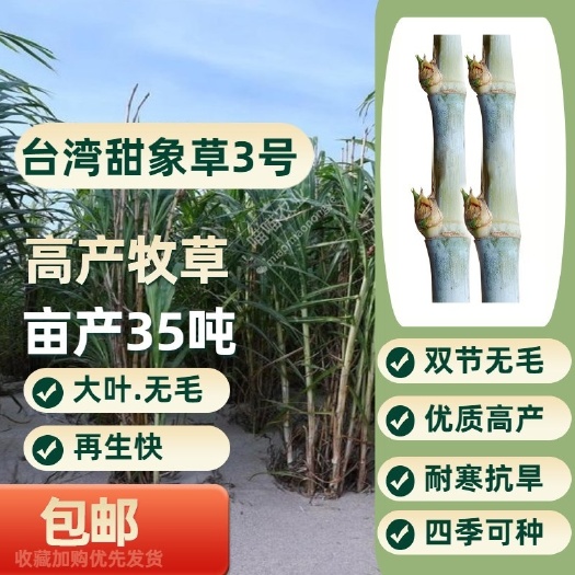 罗甸县老根多年生双节甜象草3号种节种子牧草种高产耐寒型