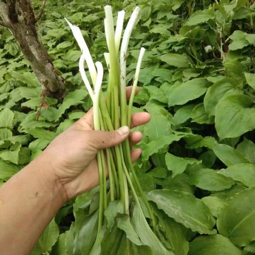 峨边县山野菜，鹿耳韭菜每年都有几万斤需要联系老板联系我
