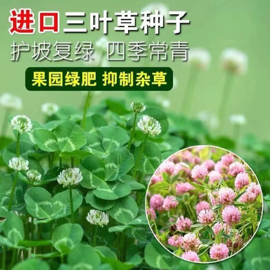 沭阳县三叶草种子  白三叶种子四季常青果园绿肥绿化园林景观草坪护坡