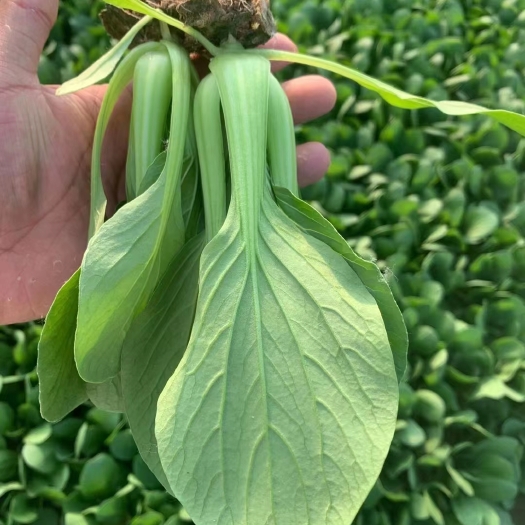 曹县上海青小油菜，全国代发，大量上市中，可供应商超，长年有货，