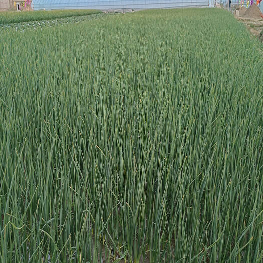 临洮县 甘肃定西红根蒜苗