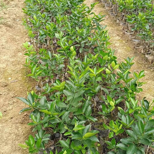 昌宁县香水柠檬苗 云南 柠檬苗  芒果苗