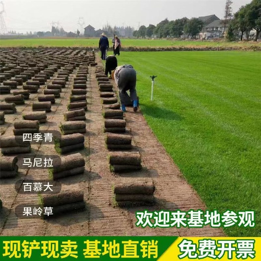 沭阳县四季青  马尼拉草皮 百慕大草皮 带泥土真草皮草坪