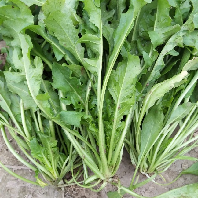 荠菜种子上市了