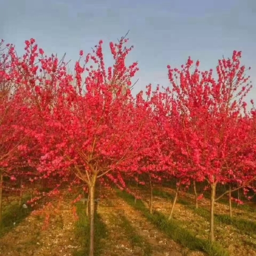 鄢陵县碧桃