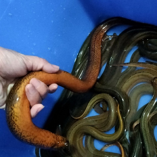 绍兴黄鳝 假一赔十