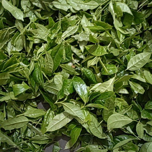 融水县老叶绿茶