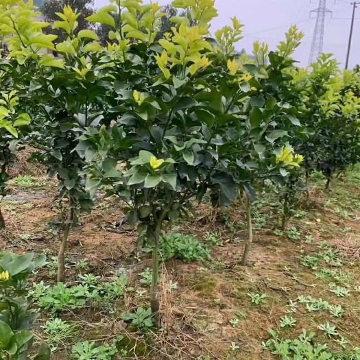 重庆市卡拉卡拉红肉脐橙苗 卡拉卡红肉橙苗