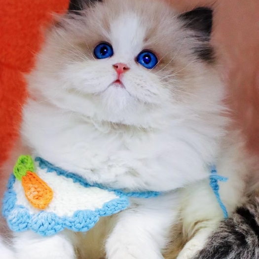 沈阳短毛猫   宠物猫
