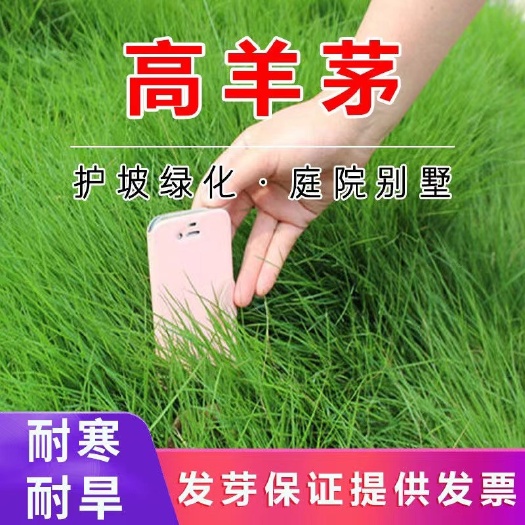 高羊茅种子 草坪种子四季常青免修剪庭院护坡草籽高羊茅草种草籽