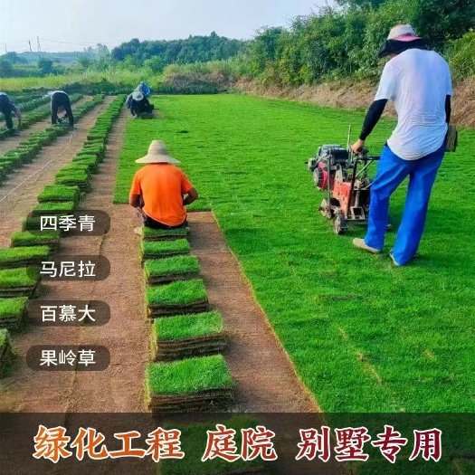 沭阳县马尼拉草皮 带泥土真草皮草坪耐热小区草皮
