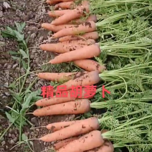 兰陵县 精品三红胡萝卜