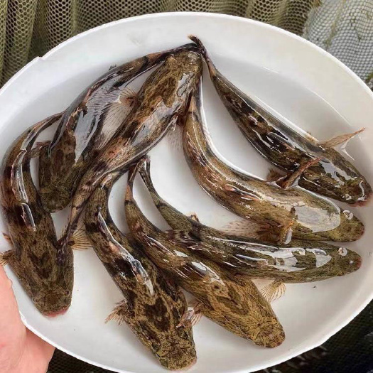 博罗县笋壳鱼苗 淡水养殖 鱼苗渔场直销 包技术