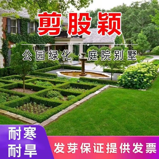 剪股颖种子 剪股颖草坪种子四季常青草坪种子免修剪耐践踏庭院别
