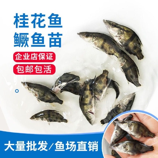 广州桂鱼苗  桂花鱼苗  鳜鱼苗   桂花苗  斑鳜鱼苗