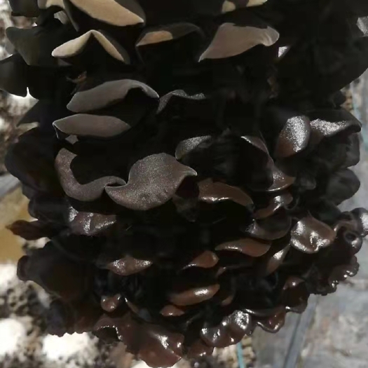 大箐山县黑木耳今年新货，小碗耳批发
