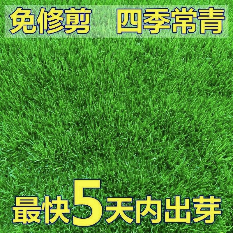 百慕大草种子  百慕大种子 草坪种子四季常青免修剪百慕大庭院